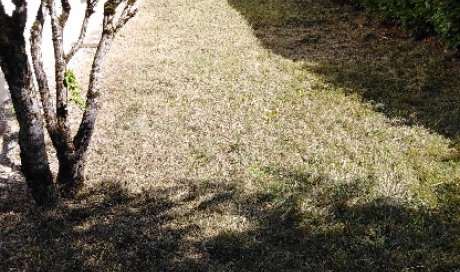 remise  en état et tonte de jardin a DIJON