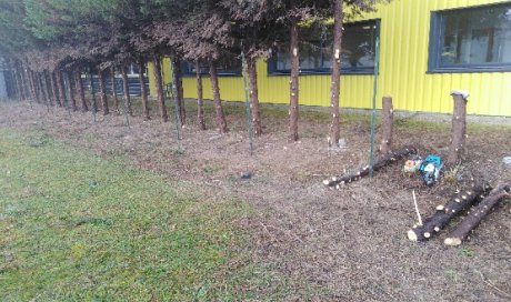 Rabattage d'une haie dans un parc proffessionnel