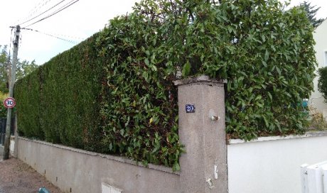 entretien de jardin et taille haie à dijon 